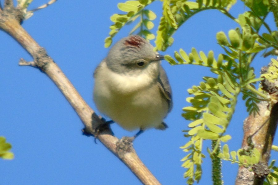 Agua Caliente Park, E of Tucson, AZ - Mar. 25, 2016